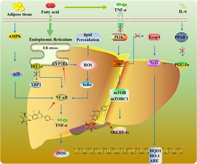 Scutellarin: pharmacological effects and therapeutic mechanisms in chronic diseases